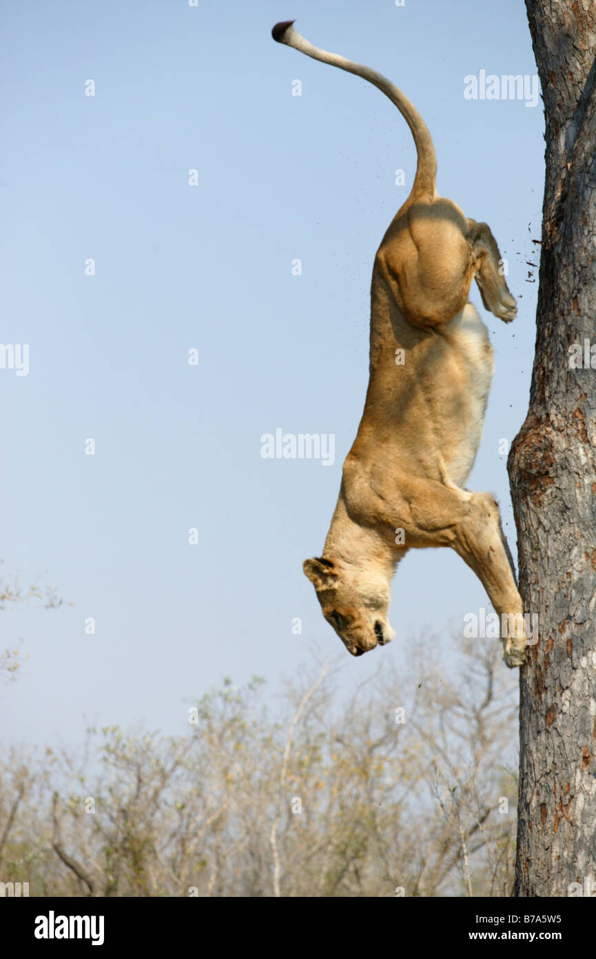 Eine Löwin (Panthera leo) absteigend nach einem senkrechten Baumstamm Stockfoto