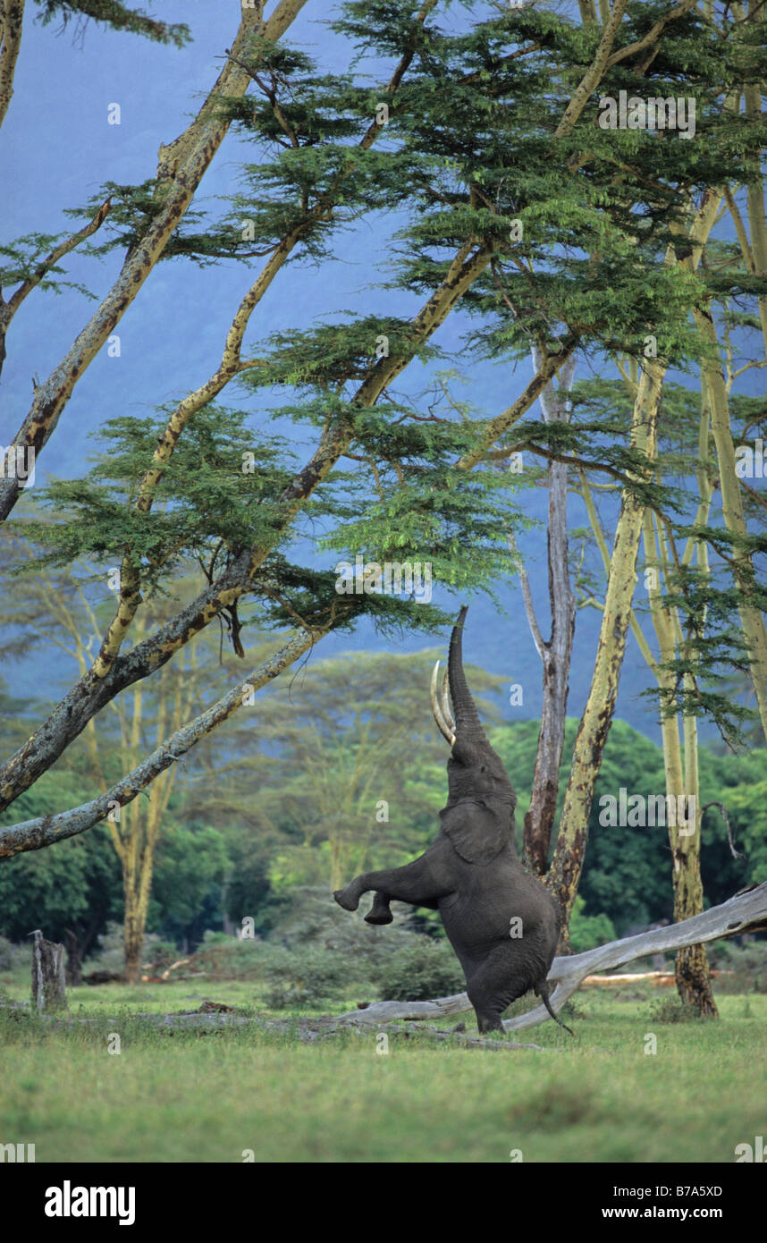 Elefant, balancieren auf Hinterbeinen, die nahrhafte Zweige einer Akazie, Ngorongoro Crater zu erreichen Stockfoto