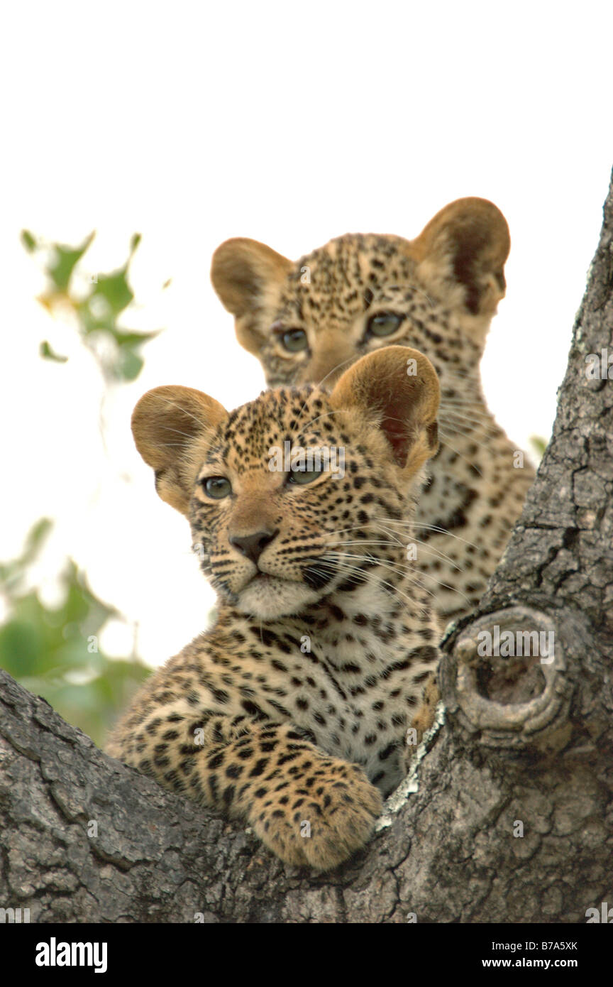Leopardenjunge auf der Suche von der Gabel eines Baumes Stockfoto