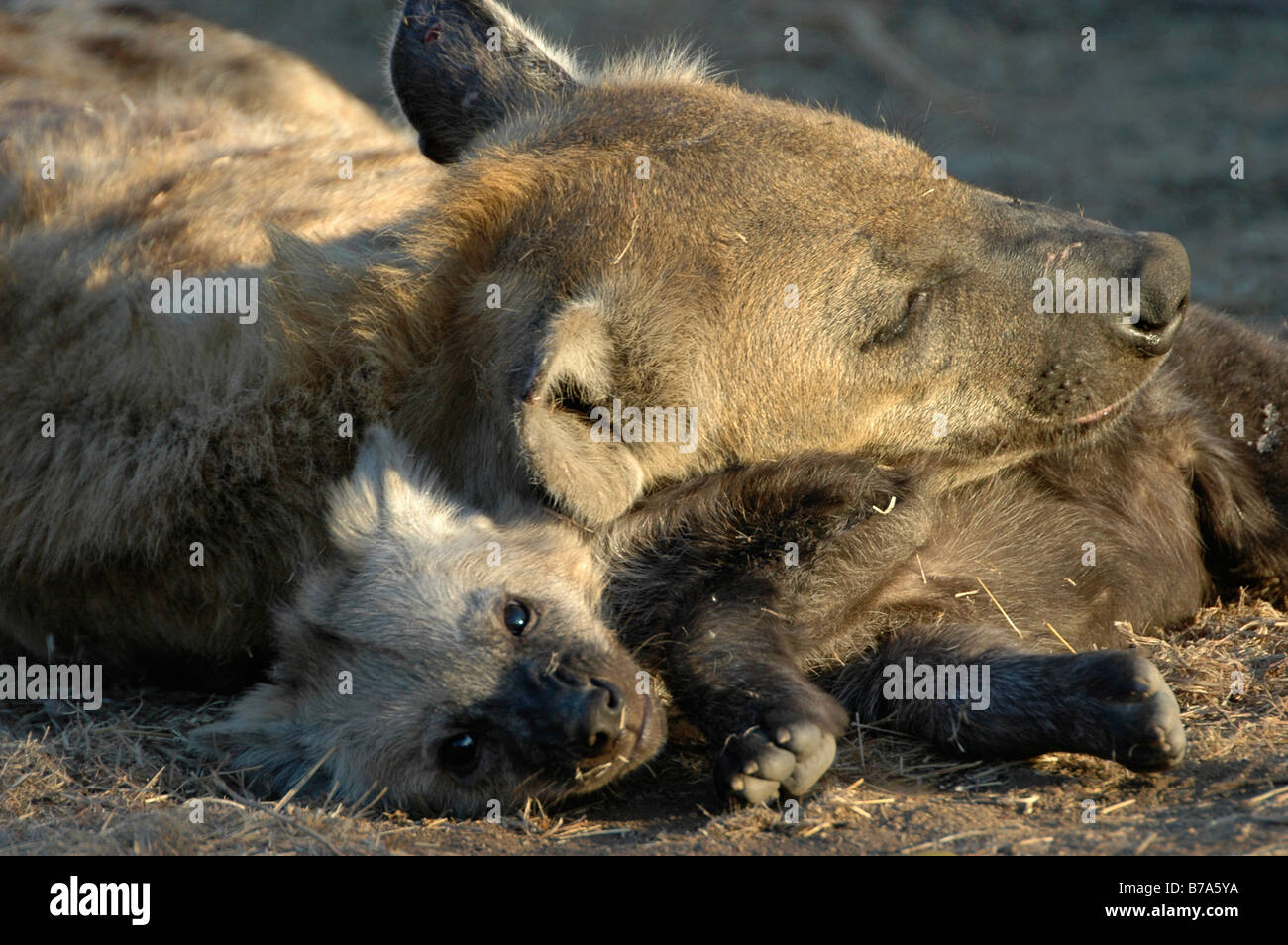 Zerbeissen liegend ruhen den Kopf auf ein Jungtier gesichtet Stockfoto