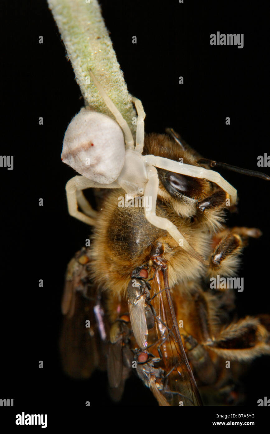 Honigbiene durch eine Krabbenspinne gefangen. Kleine schwarze Fliegen genießen das fest Stockfoto