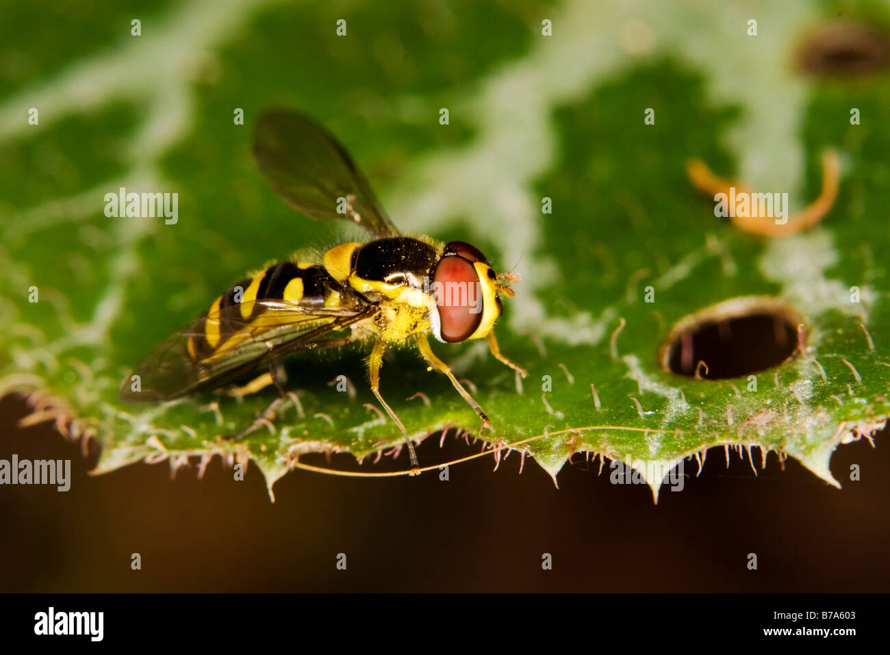 Gelbe und schwarze Fliege der Ordnung Diptera der Familie Syrphidae auf einem behaarte Blatt. Stockfoto