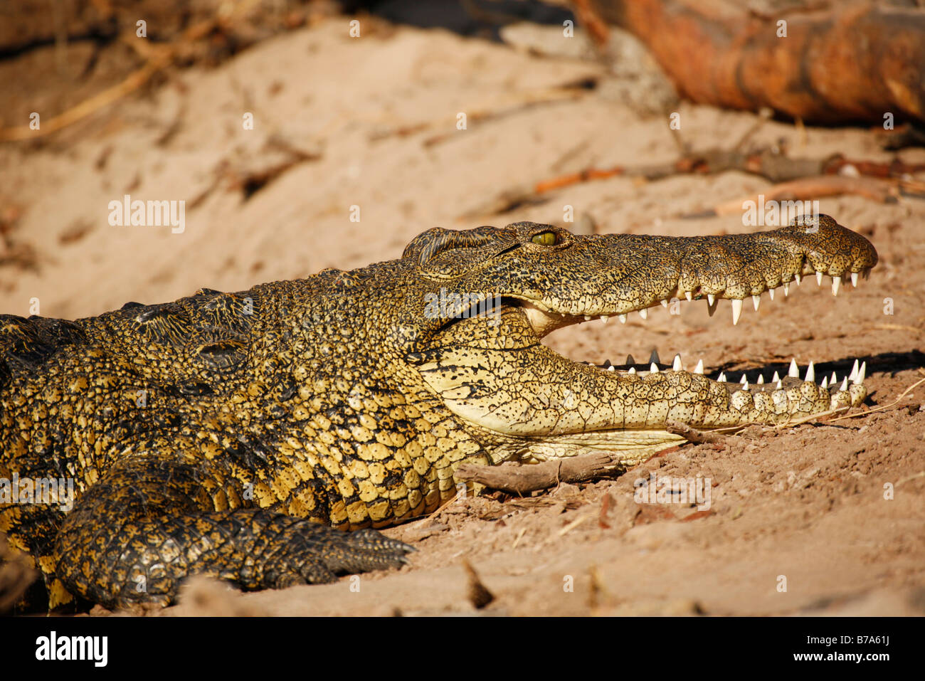 Porträt von einem Nil-Krokodil mit offenen Backen auf einer Sandbank Sonnen Stockfoto
