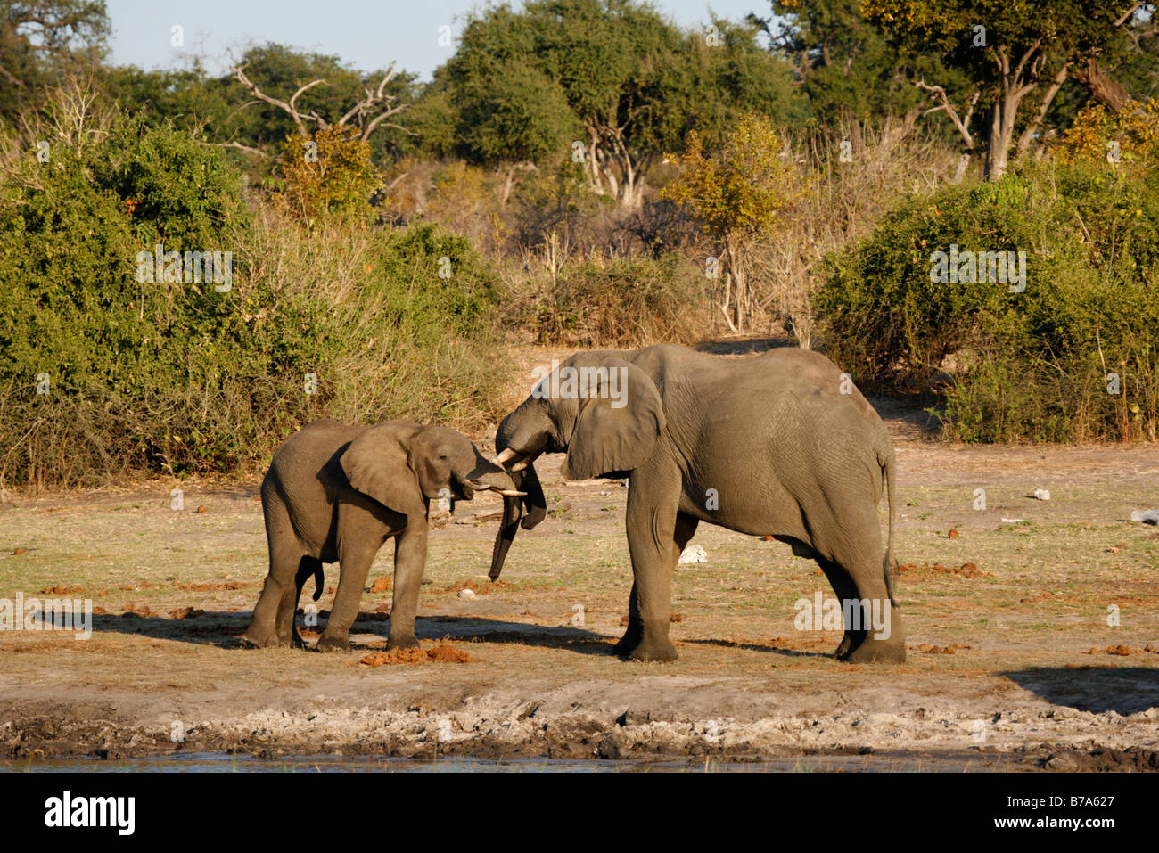 Zwei afrikanische Elefanten stehen Kopf an Kopf Stockfoto