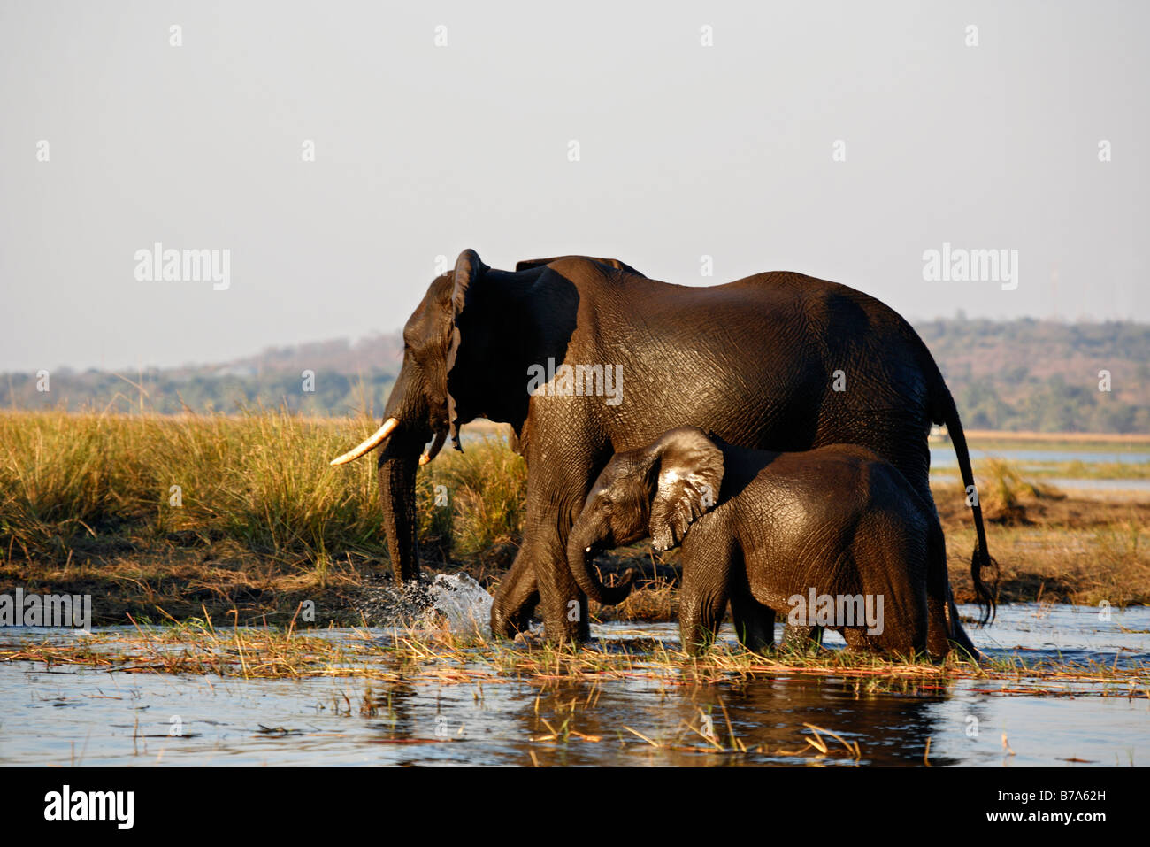 Elefanten-Mutter und Kalb entstehende Chobe Fluss nach Überquerung Stockfoto