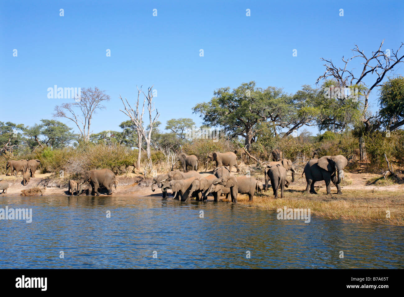 Eine Zucht Herde Elefanten trinken am Ufer des Sambesi-Flusses Stockfoto