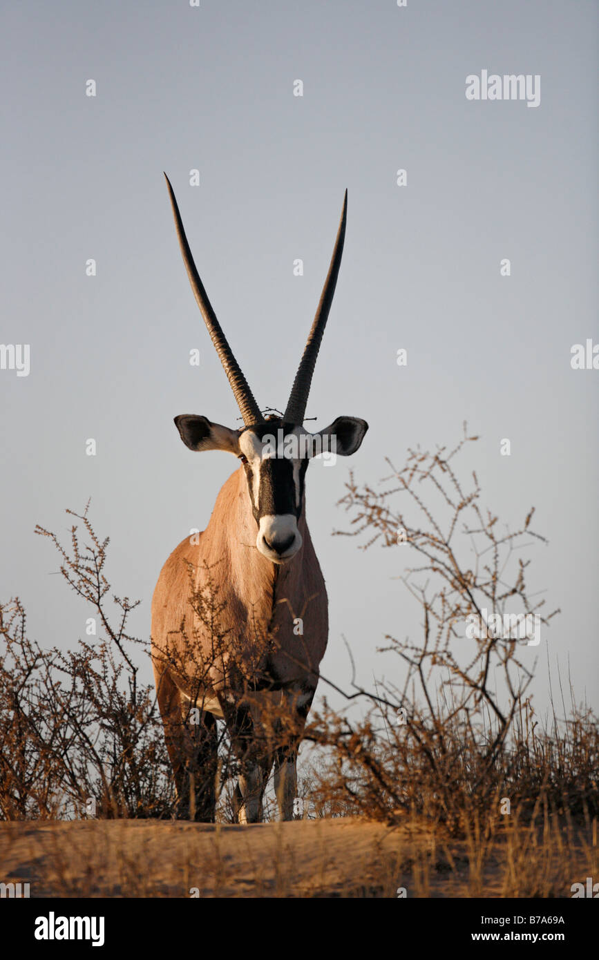 Ein Oryx (Oryx) stehen auf der Stirn von einem Hügel mit Blick nach unten Stockfoto