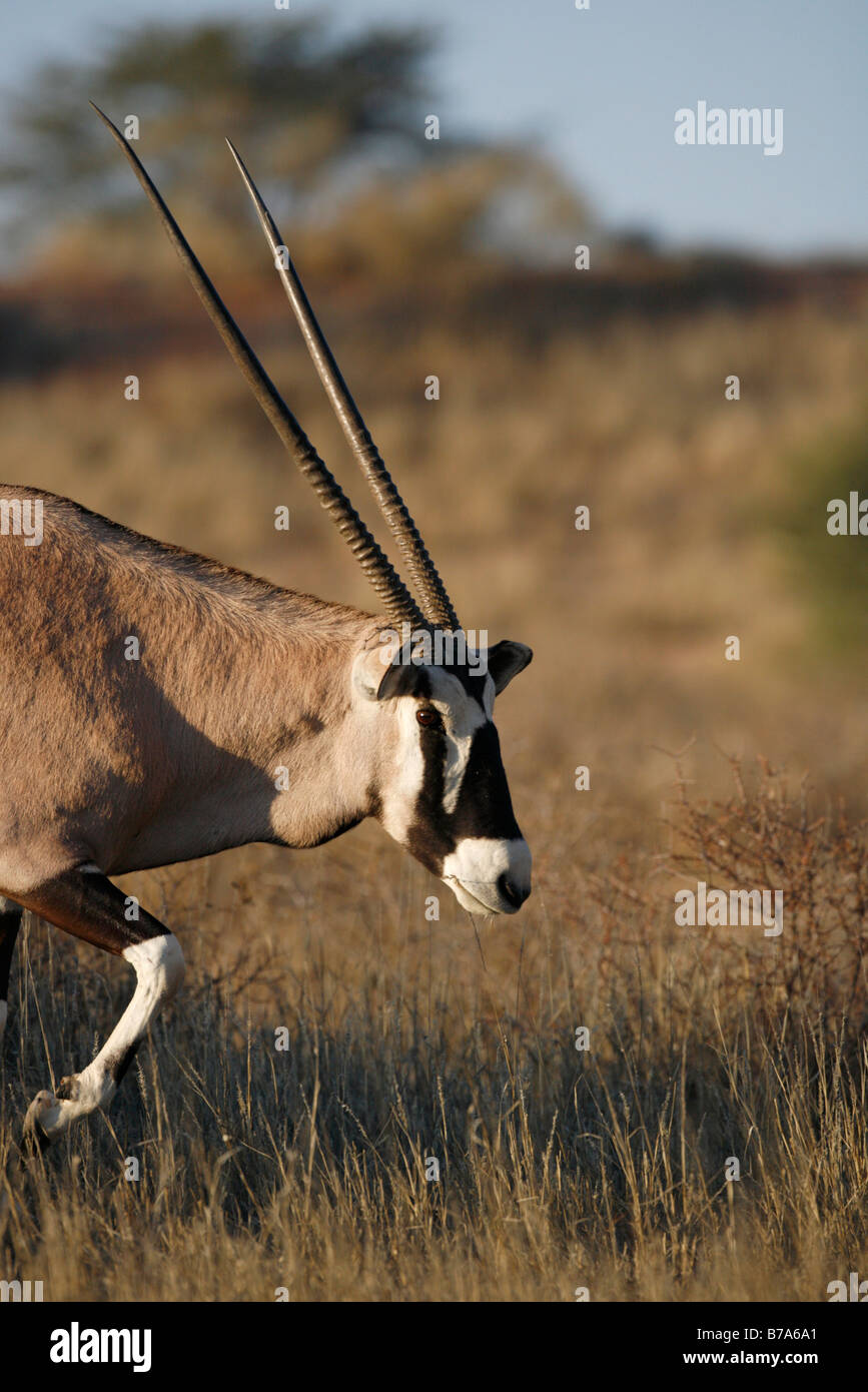 Ein Oryx (Oryx) zu Fuß Stockfoto