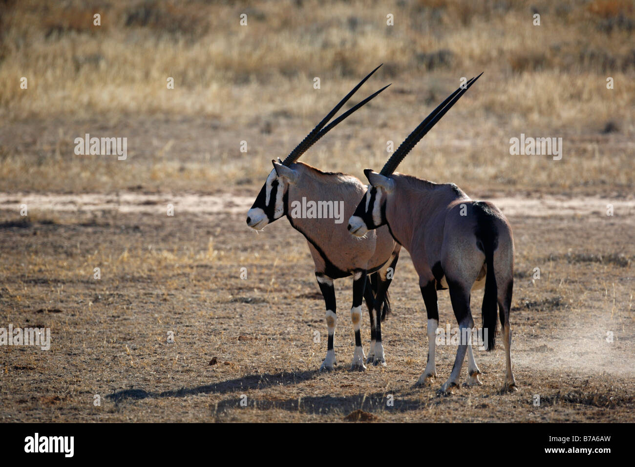 Zwei Gemsbock (Oryx) stehen nebeneinander in die gleiche Richtung schauen Stockfoto