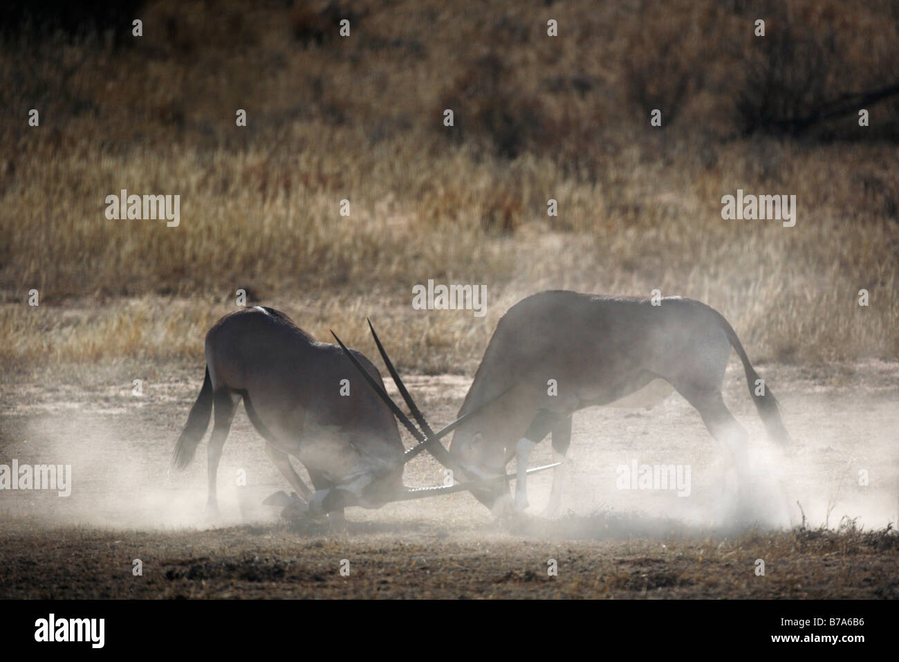 Zwei Gemsbock (Oryx Gazella) Bullen kämpfen und Staubwolke Stockfoto