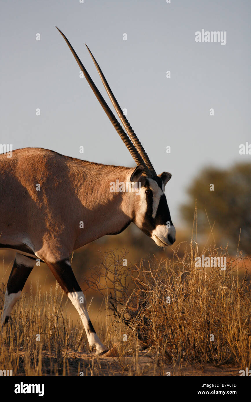 Ein Oryx (Oryx) von der Stirn eines Hügels hinunter Stockfoto
