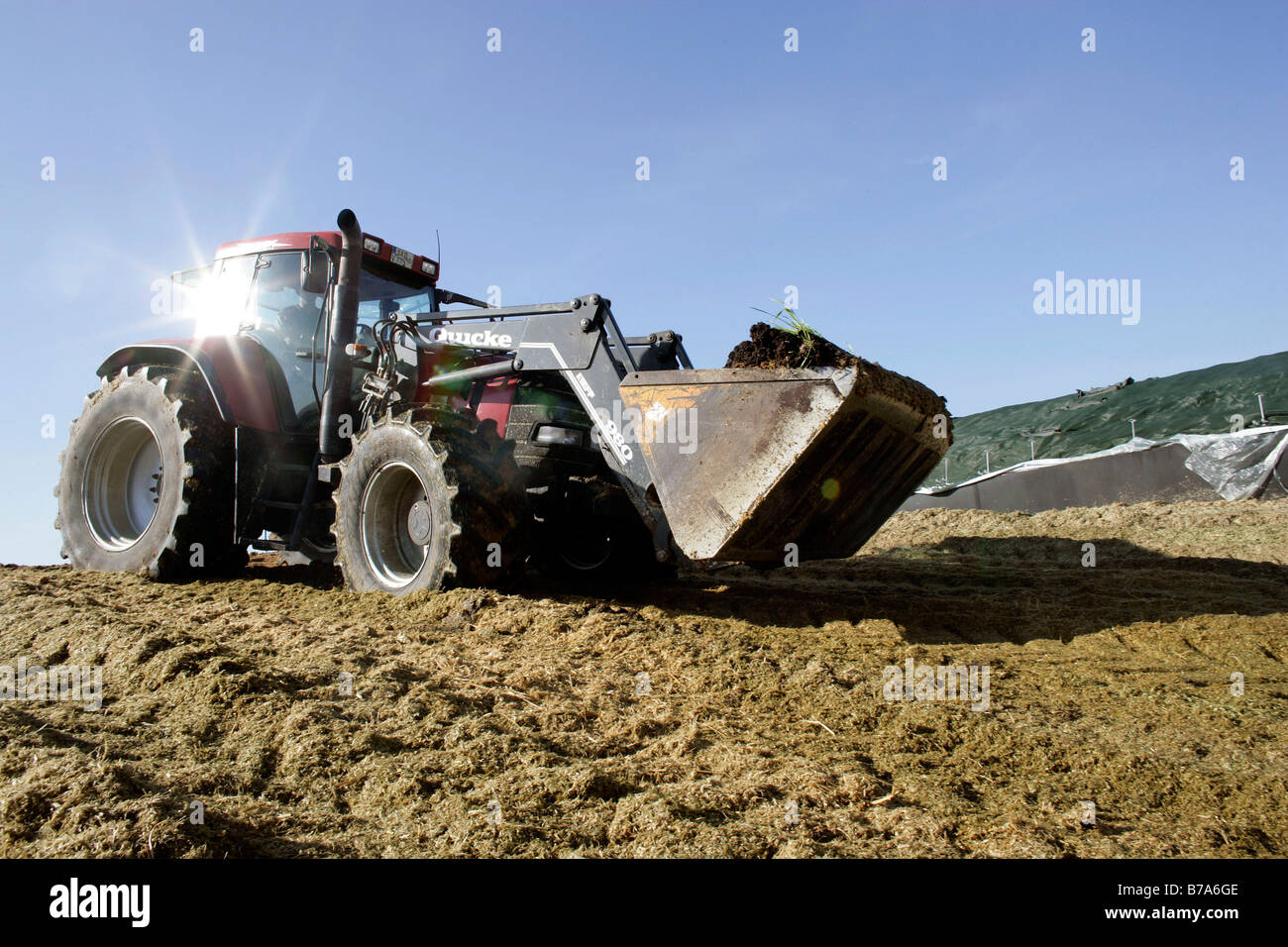 Frontlader Traktor Verbreitung Silage für eine Biogasanlage der Schmack Biogas AG in Schwandorf, Bayern, Deutschland, Europa Stockfoto