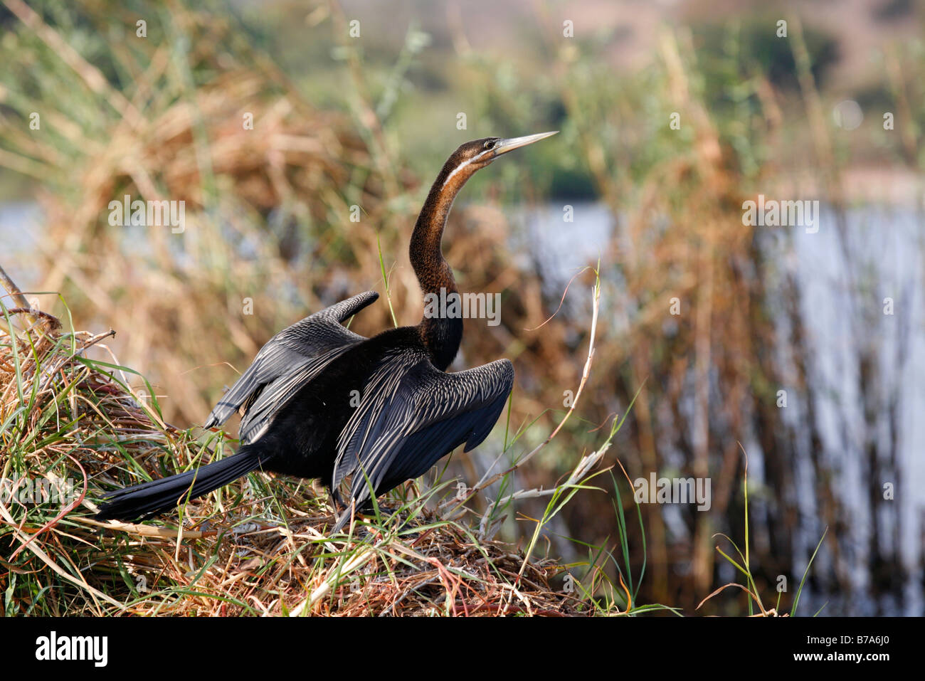 Ein Darter thront mit Flügel ausgestreckt, um zu trocknen Stockfoto