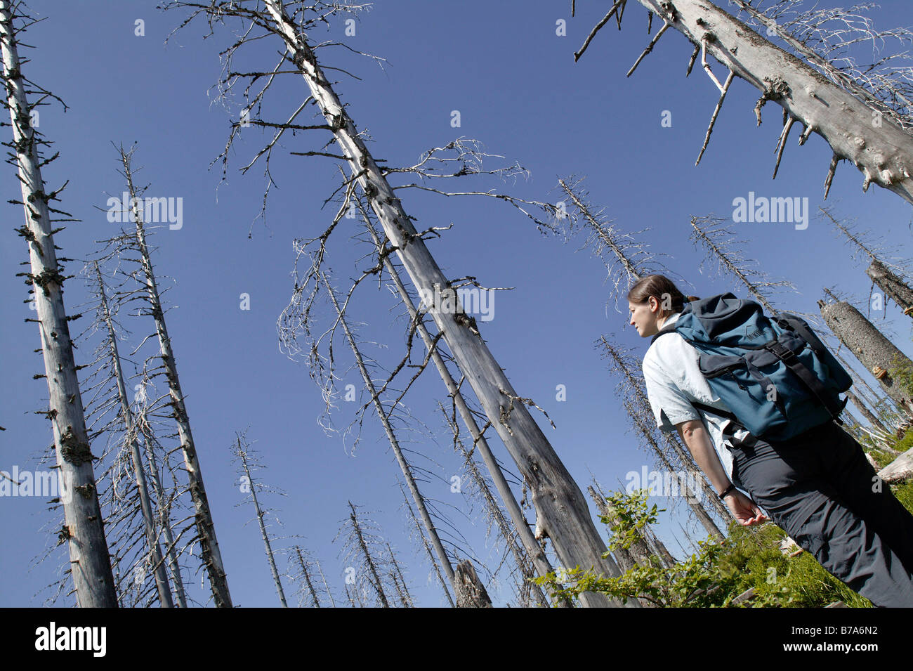 Wanderer in einem Nadelwald, Tote Fichten Befall durch Borkenkäfer auf Mt Lusen im Nationalpark Bayerischer Wald in der Nähe von Spiegela Stockfoto