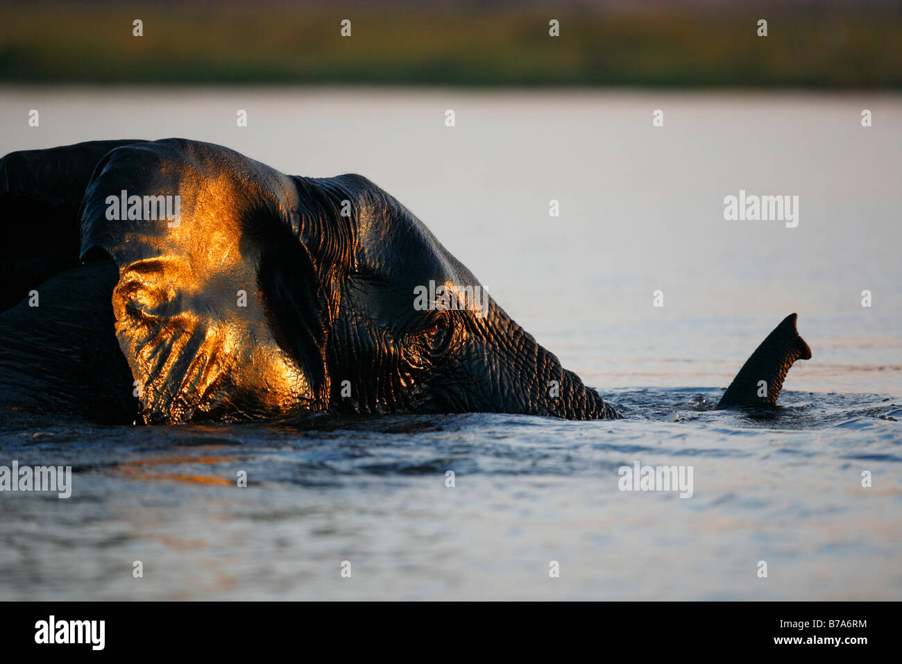 Porträt eines versunkenen Elefanten schwimmen über den Chobe Fluss mit der Spitze des Stammes über dem Wasser zu atmen Stockfoto