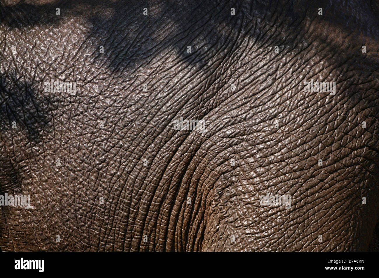 Nassen afrikanische Elefanten Haut Stockfoto