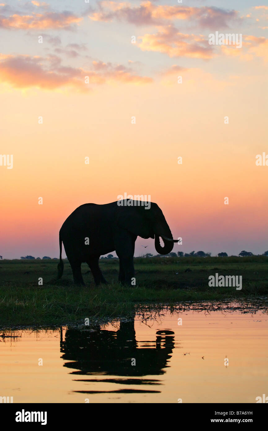 Eine stimmungsvolle Silhouette eines Elefanten Ufer des Chobe Flusses bei Sonnenuntergang Stockfoto