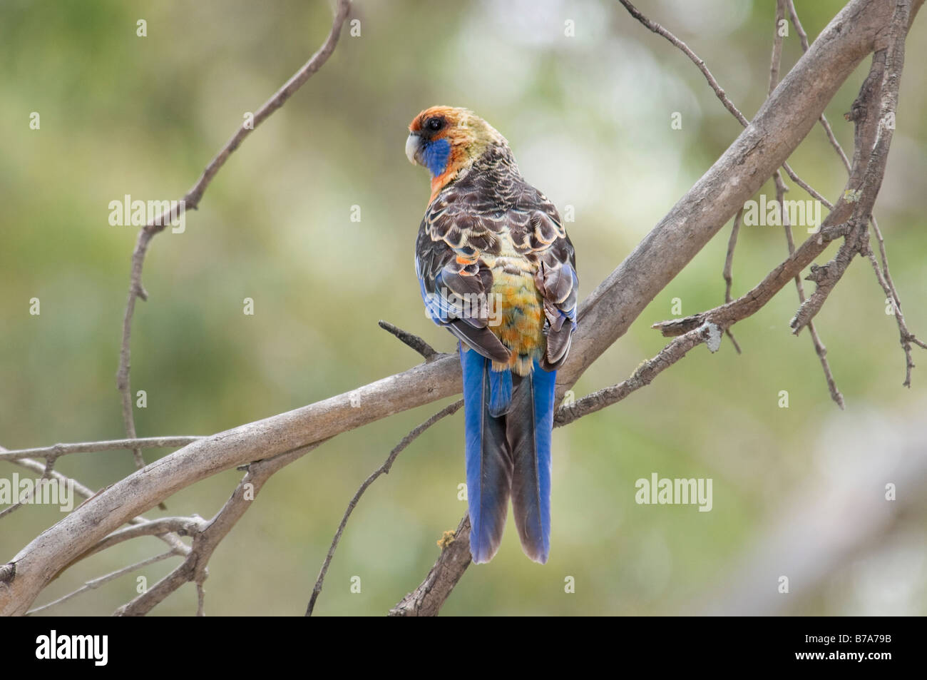 Adelaide Rosella, "Platycercus Elegans Adelaidae" Stockfoto