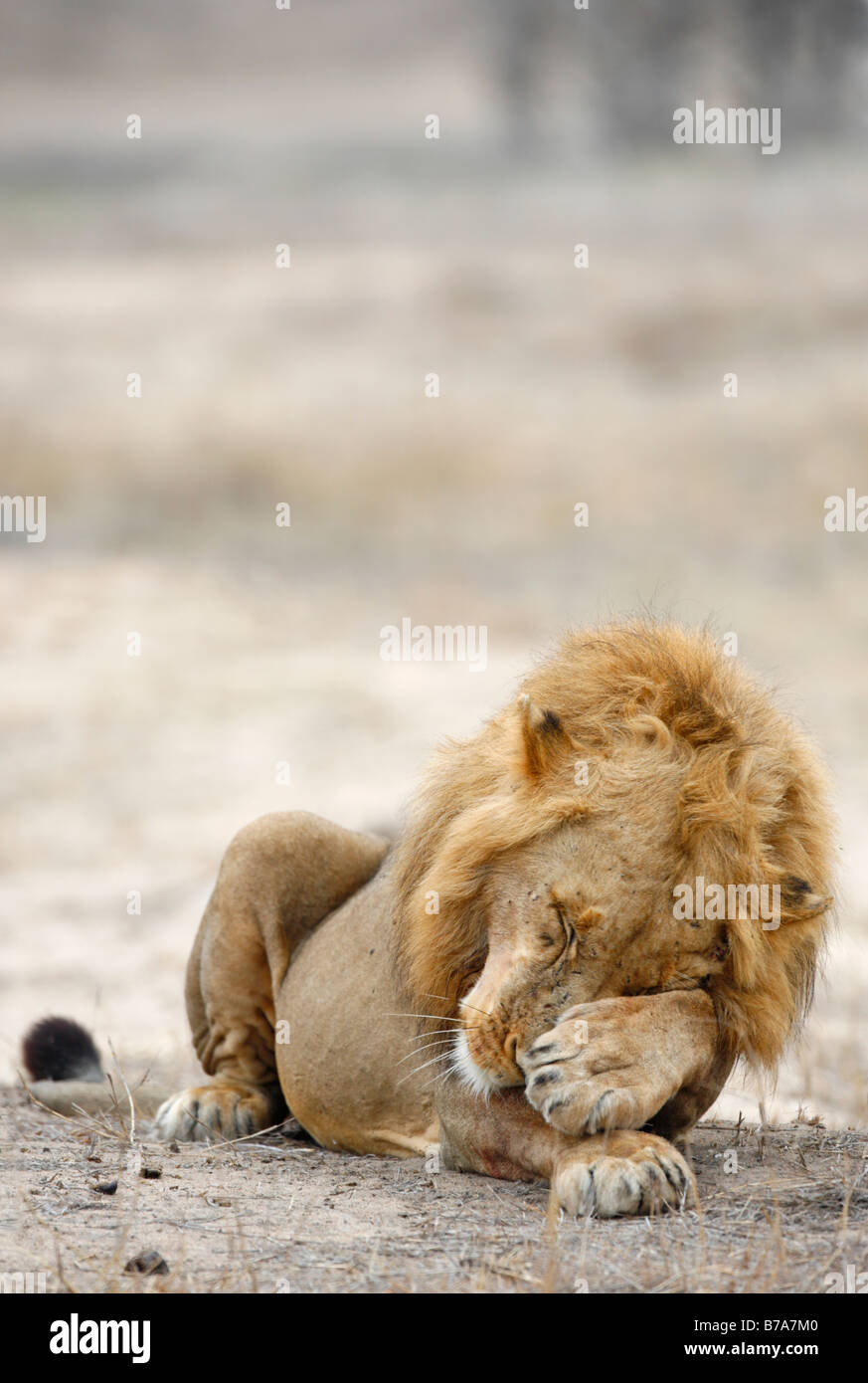 Ein männlicher Löwe hielt seinen Kopf in seine Pfote Stockfoto