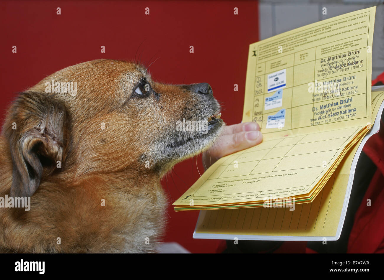 Hund mit Impfung Zertifikat, Koblenz, Rheinland-Pfalz, Deutschland, Europa Stockfoto