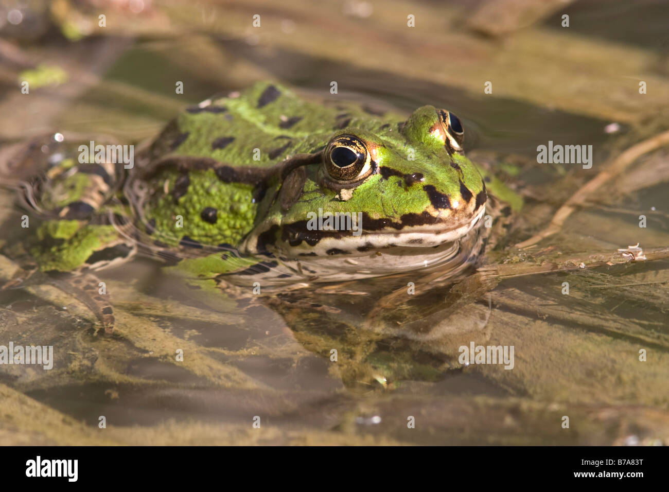 Essbare Frosch (Rana Esculenta) Stockfoto