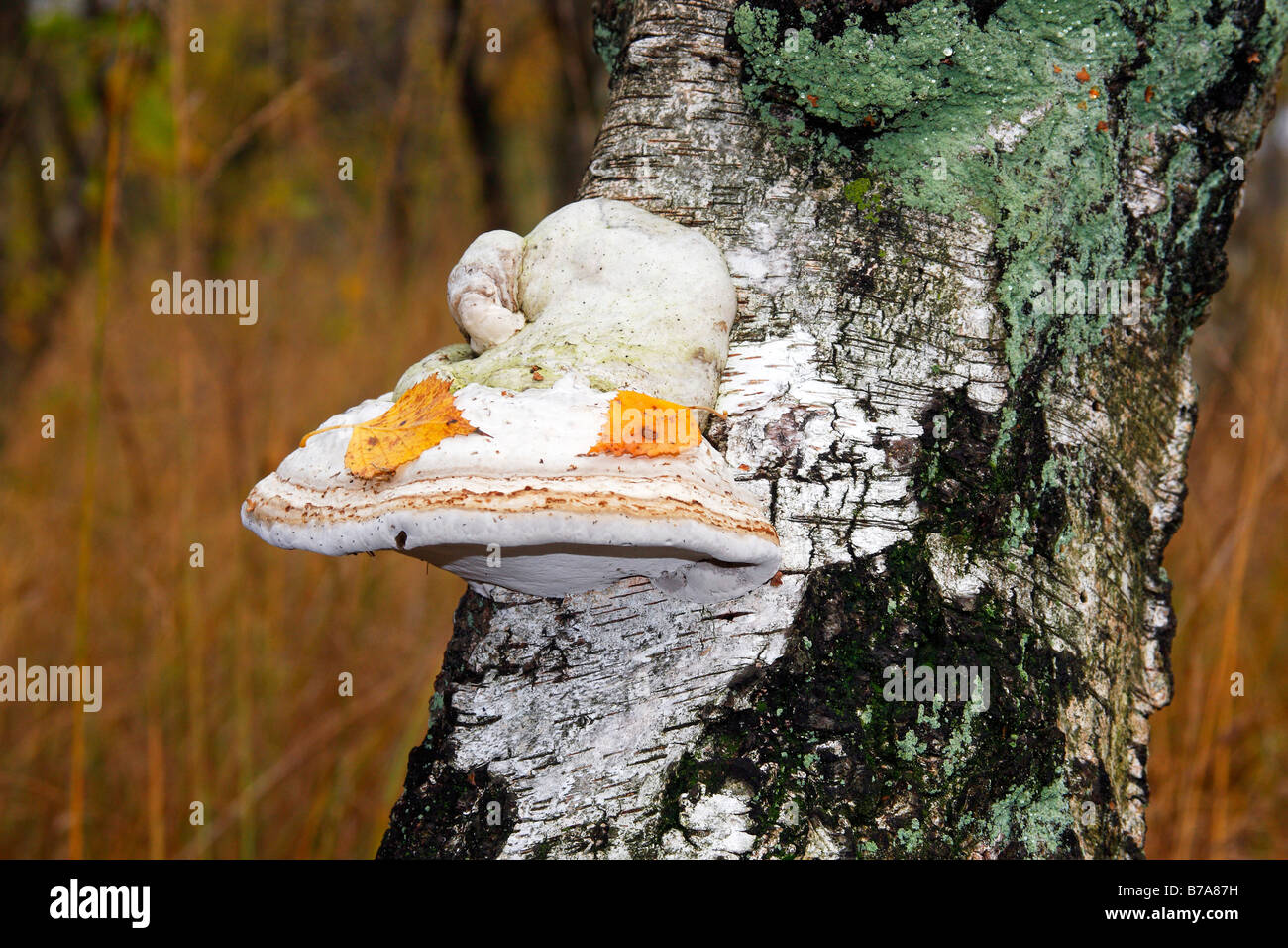 Pilz (Zündstoff Fomentarius) auf den faulenden Baumstamm ein weißer Birke (Betula Pubescens) auf das Moor, Pilze auf tot w HUF Stockfoto