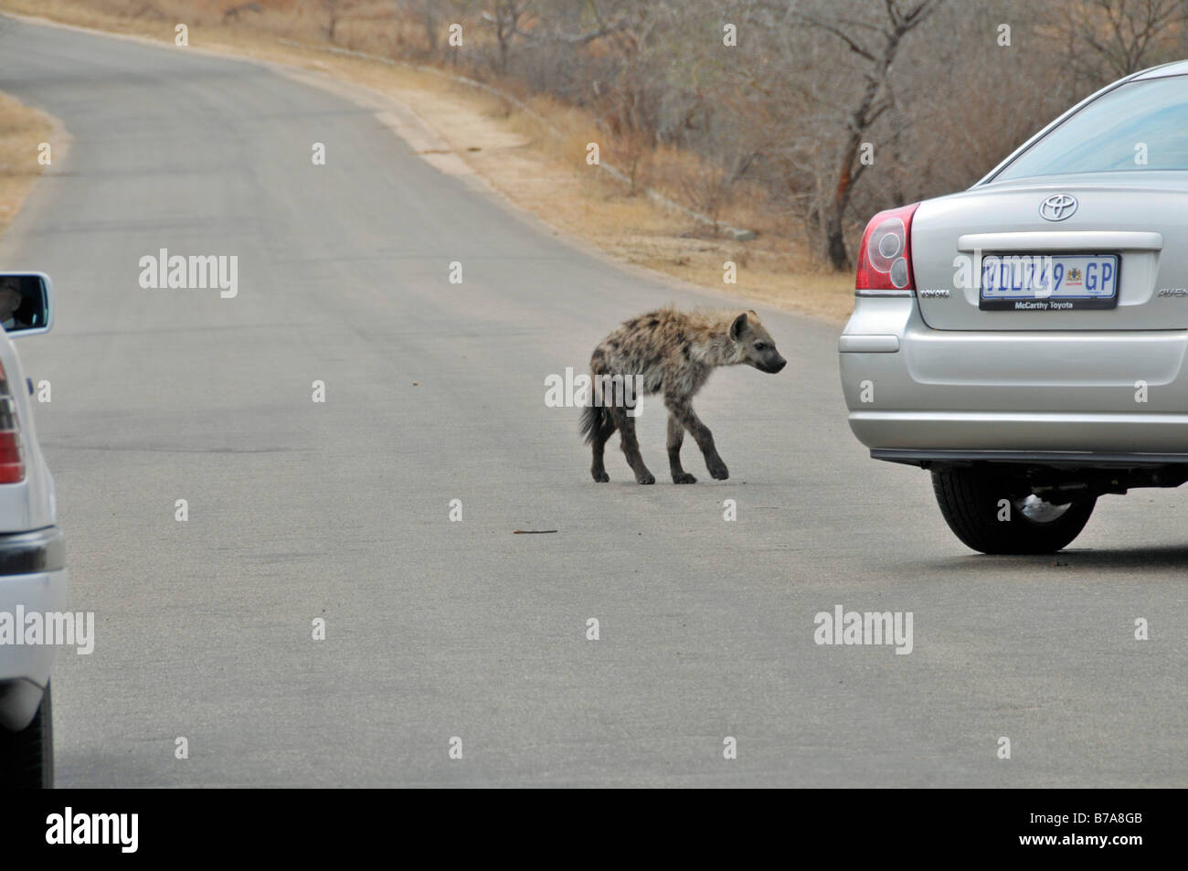 Entdeckt von Hyänen (Crocuta Crocuta), Jungtier, überqueren die Straße, Krüger Nationalpark, Südafrika, Afrika Stockfoto