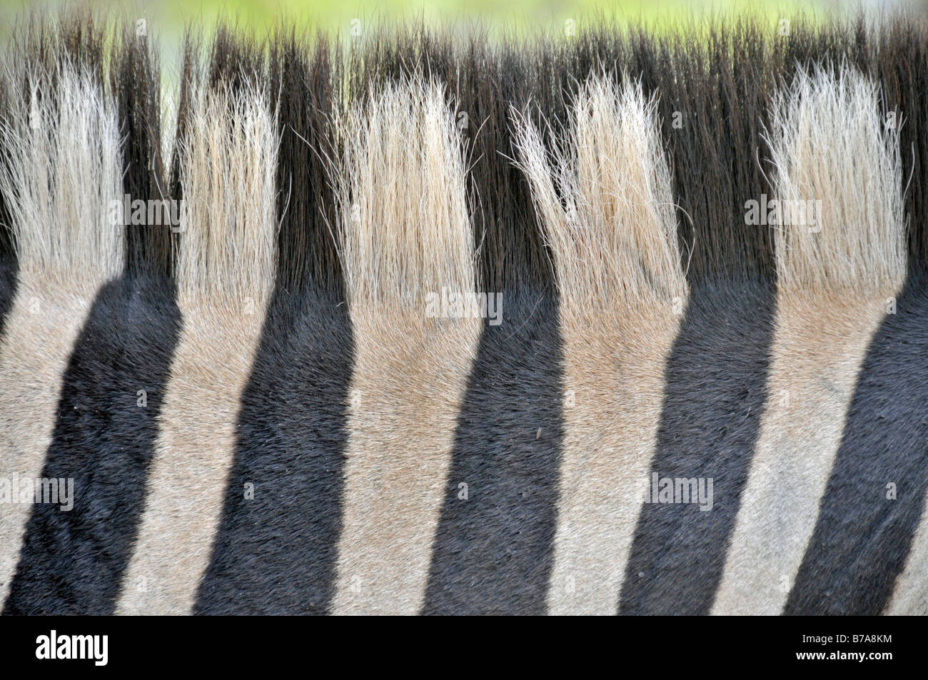 Zebra Streifen, Mähne und Fell Kamm (Equus Quagga), Hluhluew-Imfolozi-Park in Südafrika, Afrika Stockfoto