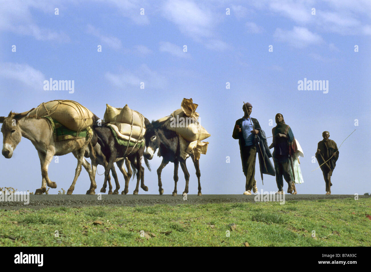 Männer gehen auf den Markt in Addis Abeba mit schwer beladenen Eseln Stockfoto