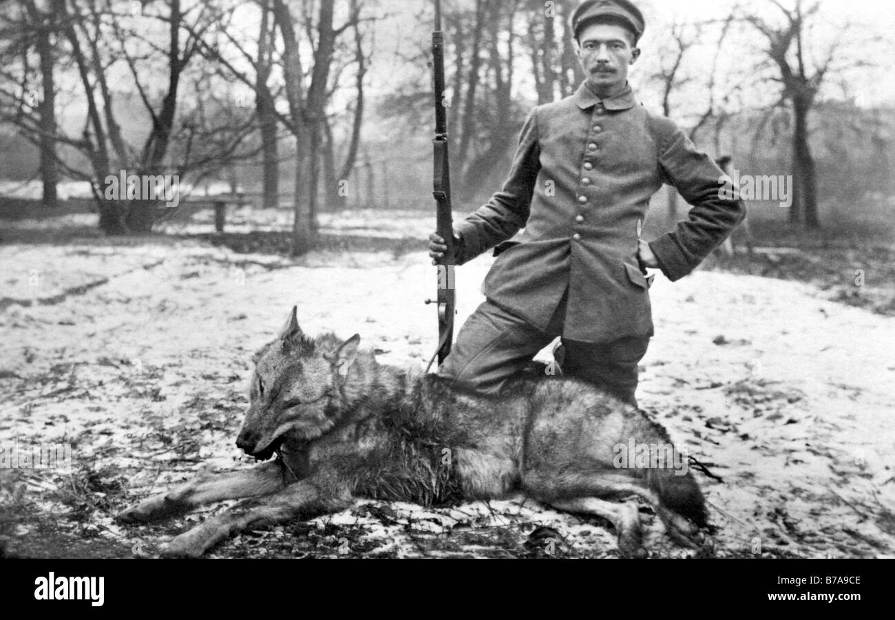 Historisches Foto, deutscher Soldat Abschuss eines Wolfes, ca. 1915 in Russland Stockfoto
