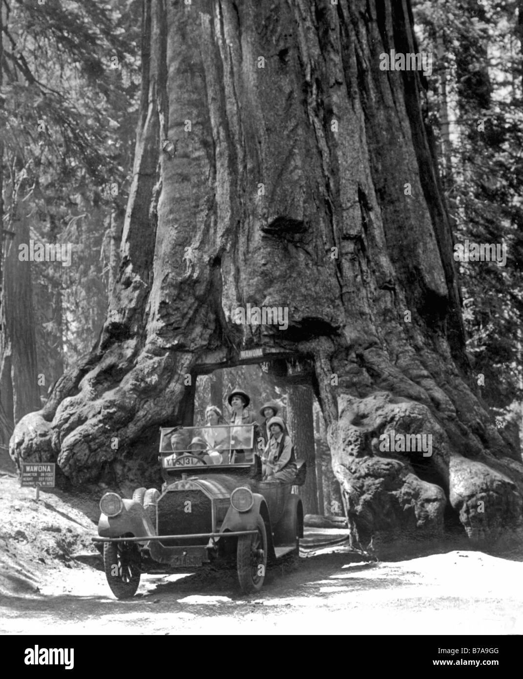 Historisches Bild, Mann fahren durch ein Mammutbaum, getroffen um 1920 Stockfoto