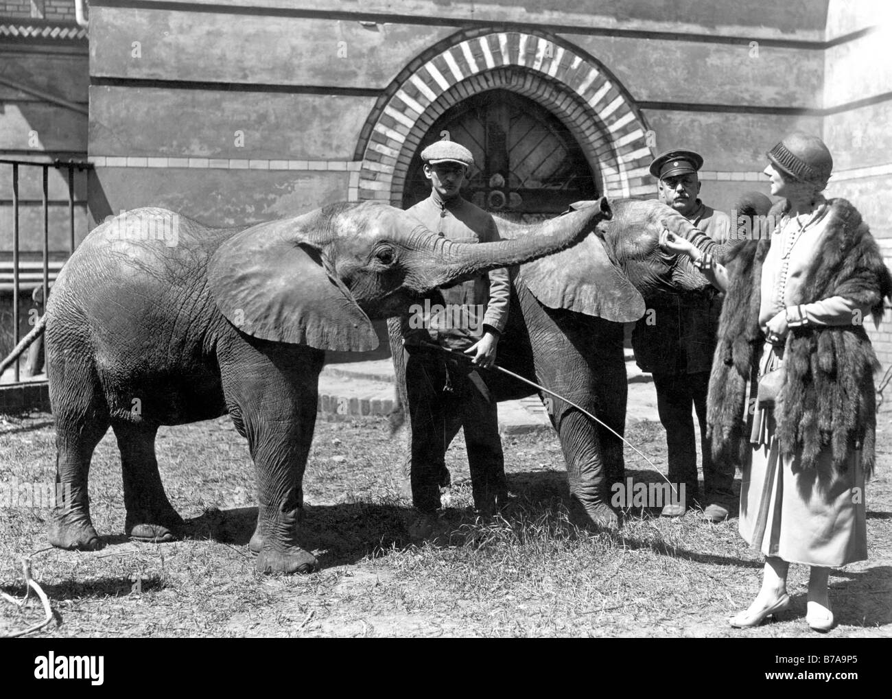 Historisches Foto, Elefanten im Zoo, ca. 1925 Stockfoto
