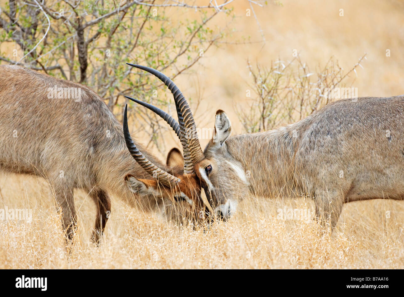 Wasserbock (Kobus Ellipsiprymnus), kämpfen, Krüger Nationalpark, Südafrika Stockfoto