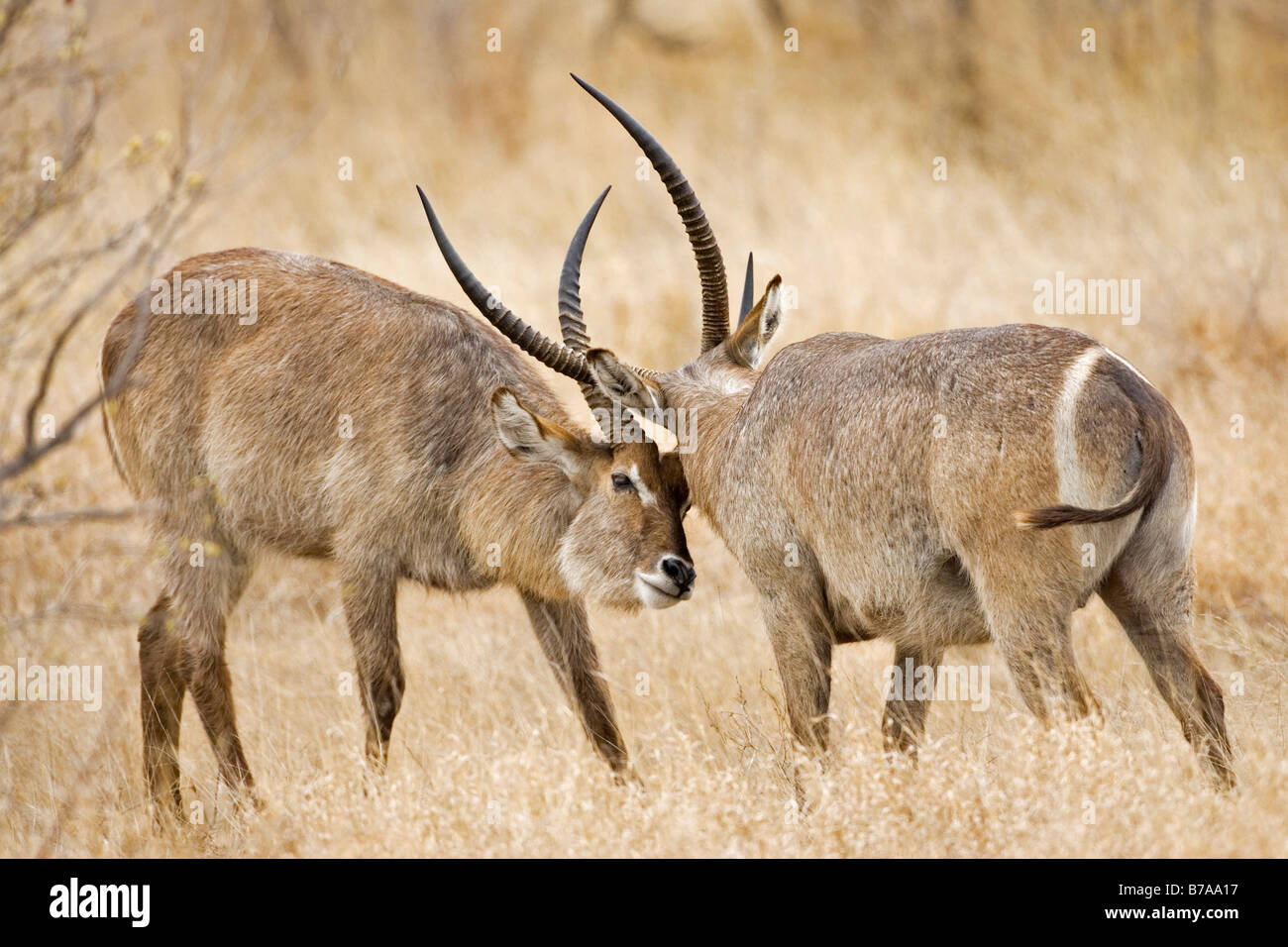 Wasserbock (Kobus Ellipsiprymnus), kämpfen, Krüger Nationalpark, Südafrika Stockfoto