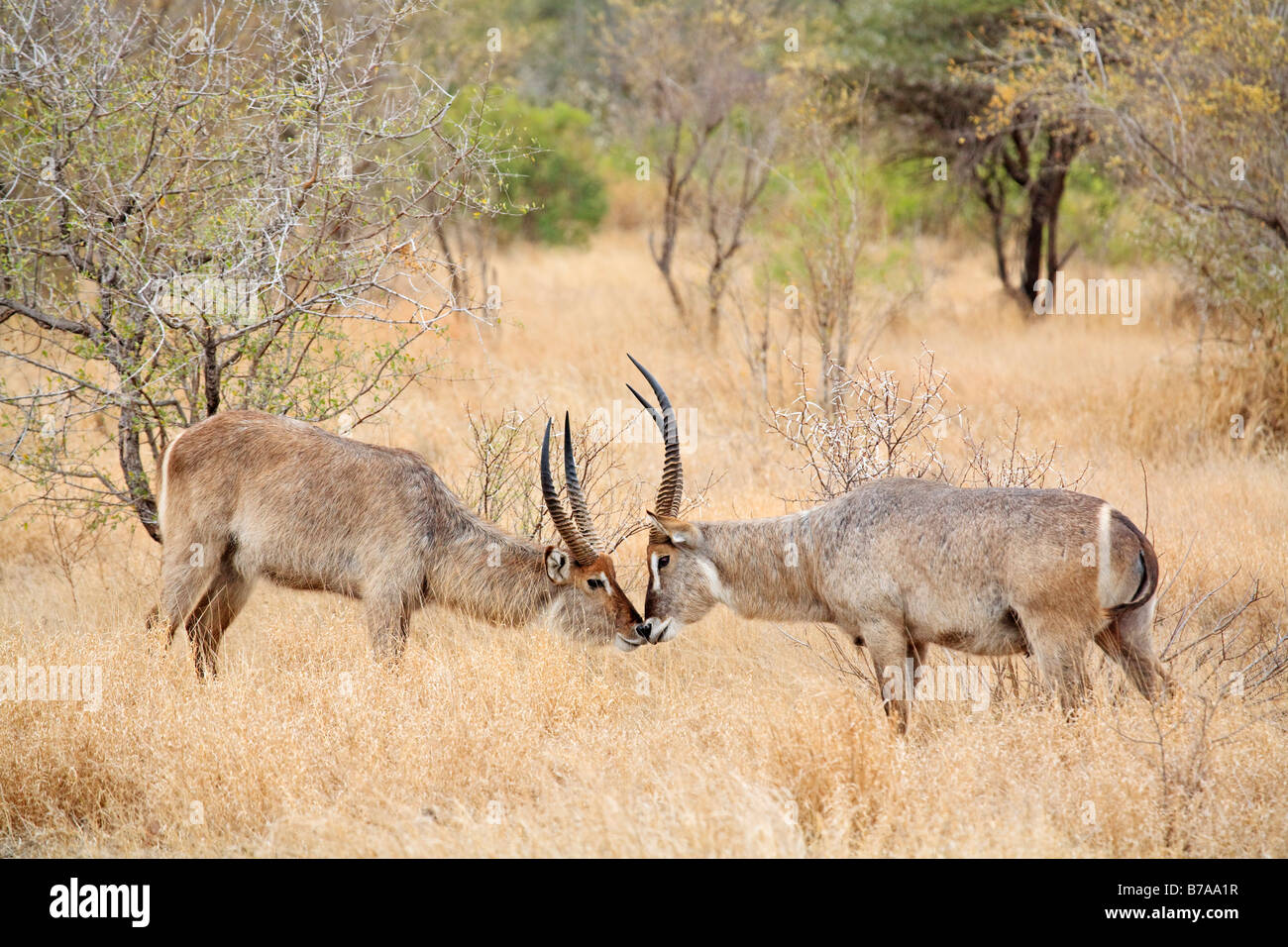 Wasserbock (Kobus Ellipsiprymnus) kämpfen, Krüger Nationalpark, Südafrika Stockfoto