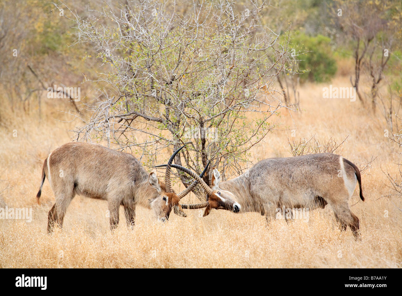 Wasserbock (Kobus Ellipsiprymnus) kämpfen, Krüger Nationalpark, Südafrika Stockfoto