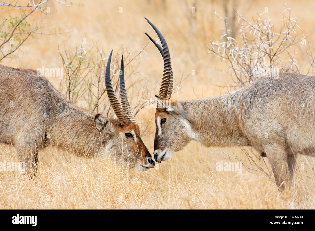 Wasserbock (Kobus Ellipsiprymnus), kämpfen, Krüger Nationalpark, Südafrika Stockfoto