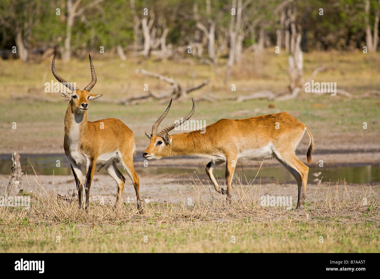 Letschwe (Kobus Leche), Moremi National Park, Moremi Wildife Reserve, Okavango Delta, Botswana, Afrika Stockfoto