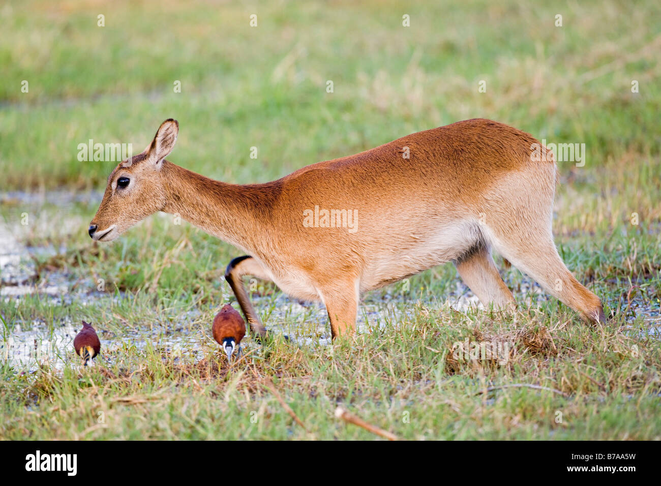 Letschwe (Kobus Leche), Moremi National Park, Moremi Wildife Reserve, Okavango Delta, Botswana, Afrika Stockfoto