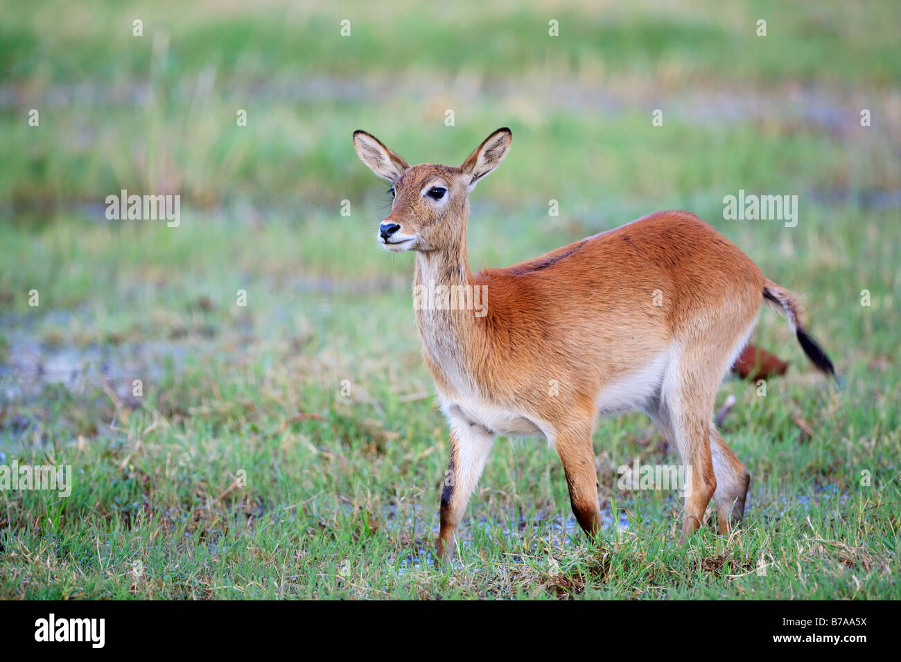 Letschwe (Kobus Leche), Moremi National Park, Moremi Wildife Reserve, Okavango Delta, Botswana, Afrika Stockfoto