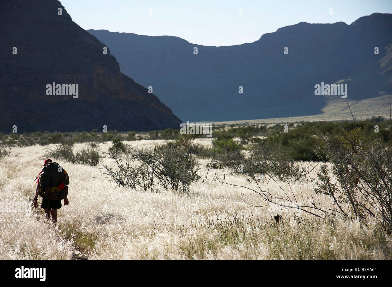 Ein Wanderer mit einem Rucksack, ein Spaziergang durch hinterleuchtete Rasen auf einer Talsohle in der Naukluft Stockfoto