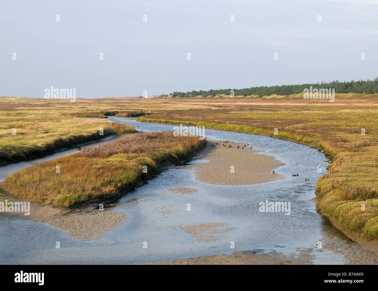 Priel in den Salzwiesen vor dem Strand von St. Peter-Ording, Halbinsel Eiderstedt, Schleswig-Holstein, Deutschland, Euro Stockfoto