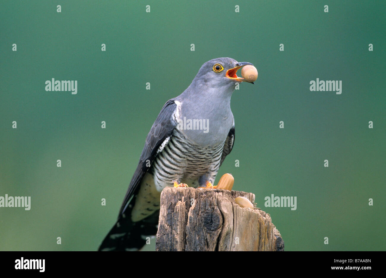 Gemeinsamen Kuckuck (Cuculus Canorus) mit Eichel, Allgäu, Deutschland, Europa Stockfoto