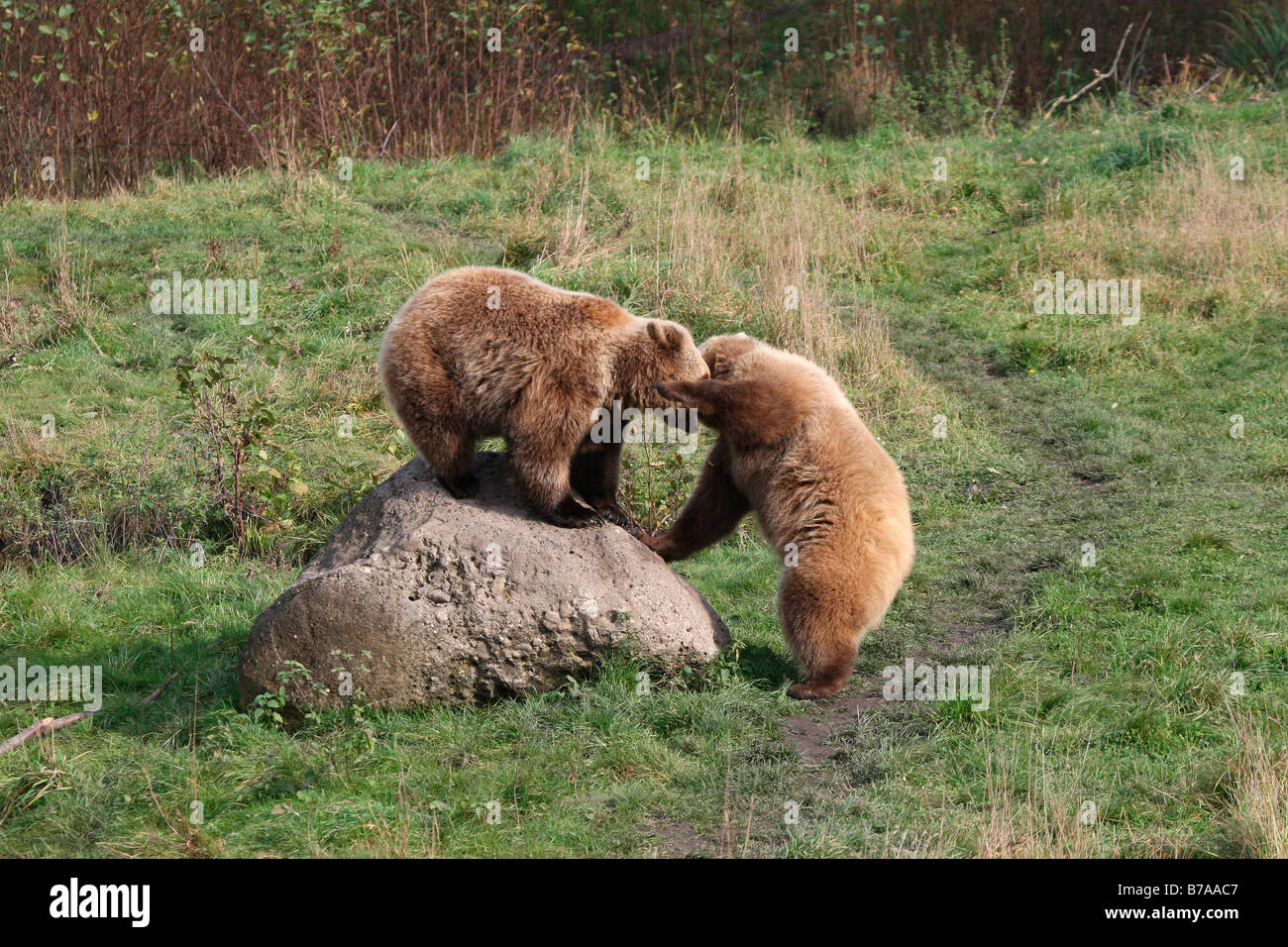 Braun Bärenjungen (Ursus Arctos) im Spiel, in einem Gehäuse, Deutschland, Europa Stockfoto
