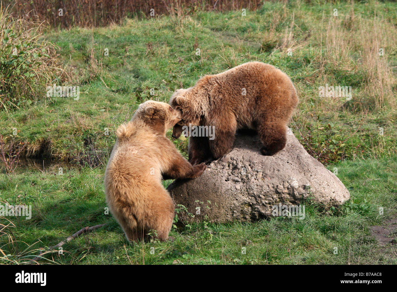 Braun Bärenjungen (Ursus Arctos) im Spiel, in einem Gehäuse, Deutschland, Europa Stockfoto