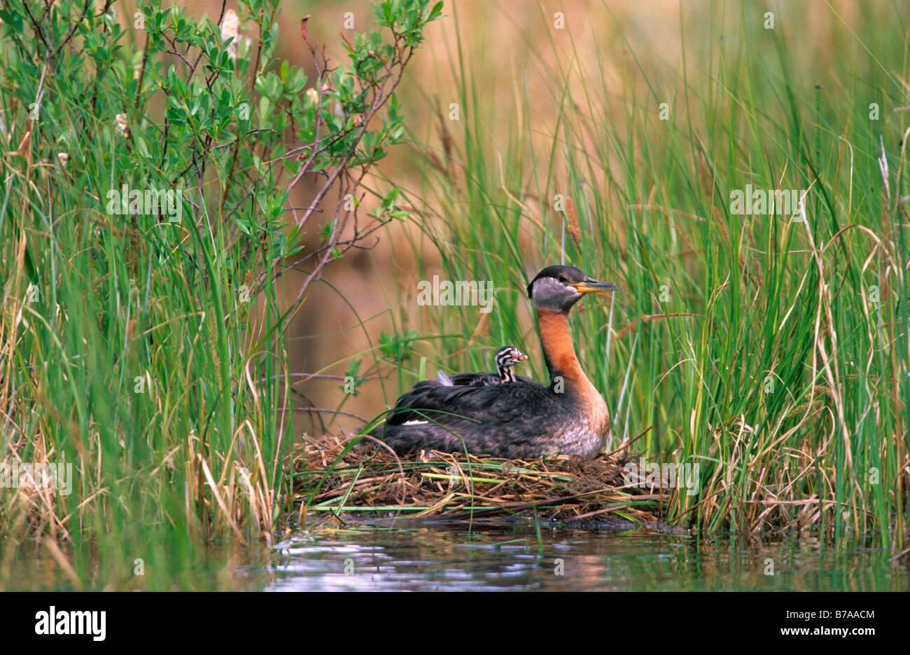 Red-necked Grebe (Podiceps Grisegena) am Nest mit Küken auf dem Rücken, British Columbia, Kanada, Nord Amerika Stockfoto