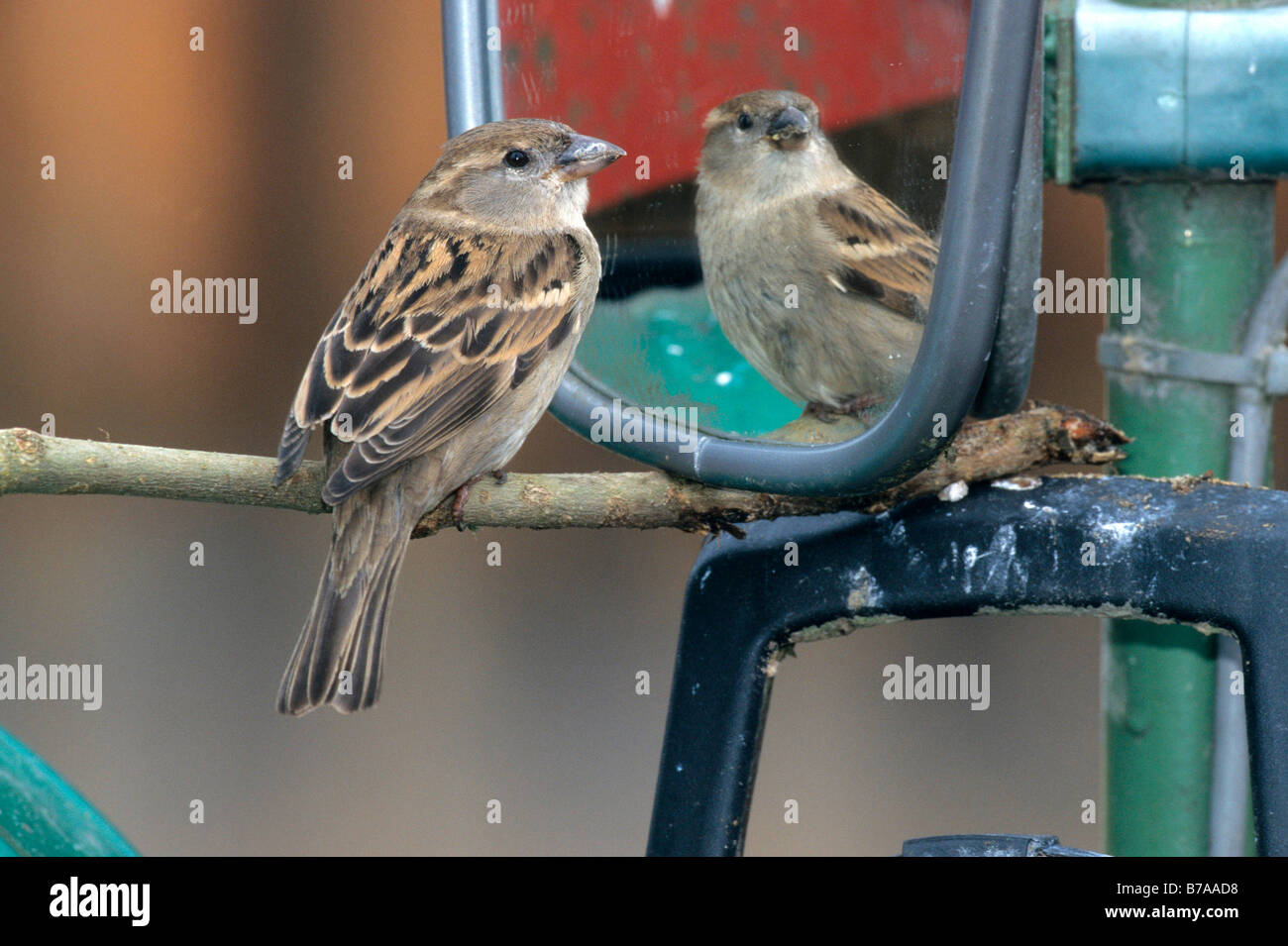 Haussperling (Passer Domesticus) mit Reflexion in einem Spiegel Stockfoto