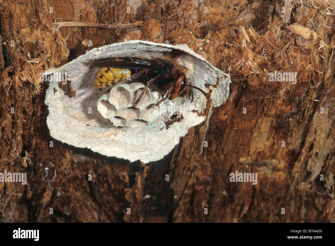 Europäische Hornisse (Vespa Crabro) bauen eine Nest in einem faulen Baumstumpf Stockfoto