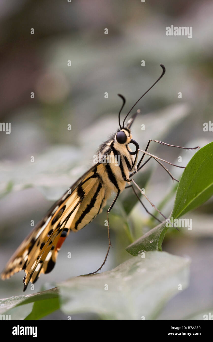 Zitrone-Schmetterling (Papilio Demoleus) Stockfoto