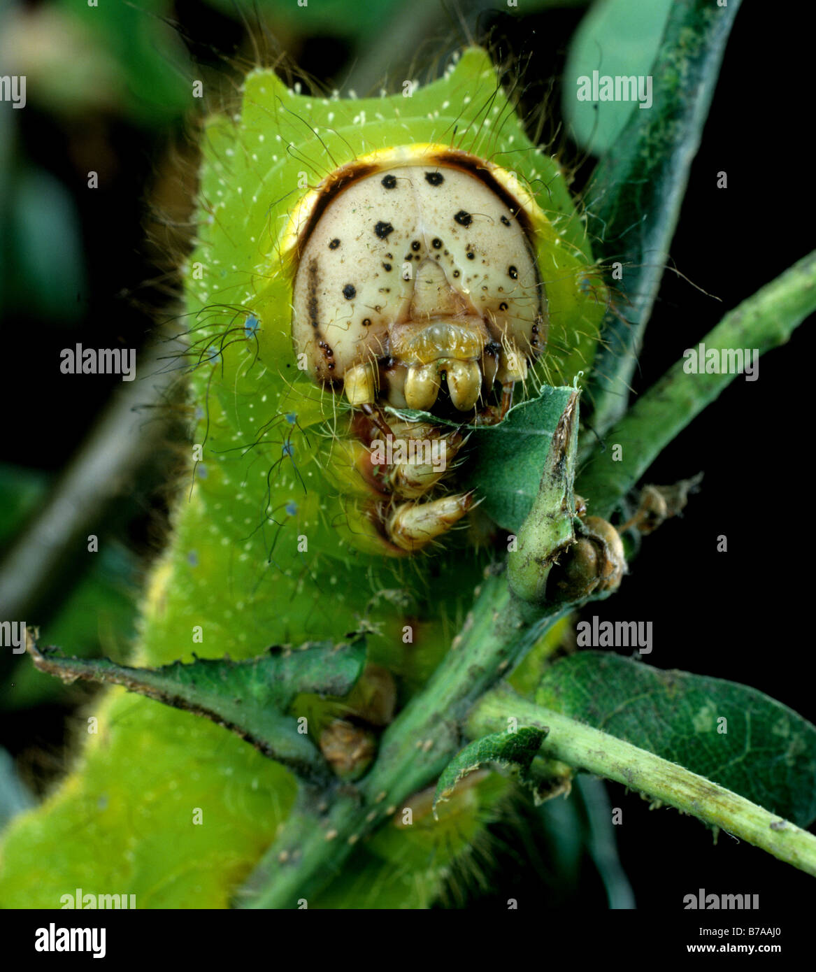 Chinesische Eiche Silworm oder Tussar Motte Antheraea Pernyi Raupe auf Eiche Laub Stockfoto